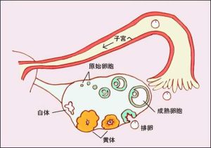 排卵当天6大明显症状解析