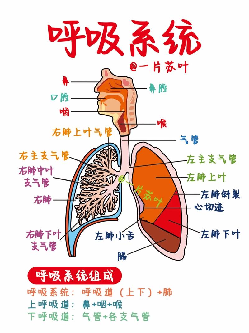 呼吸过程图解：吸气与呼气示意图解析