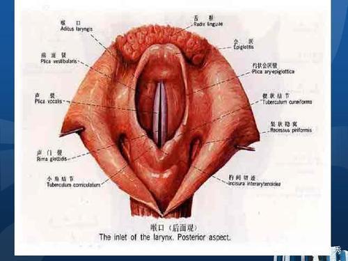 美声学习必备：嗓音条件全解析