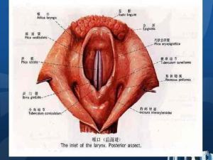 美声学习必备：嗓音条件全解析