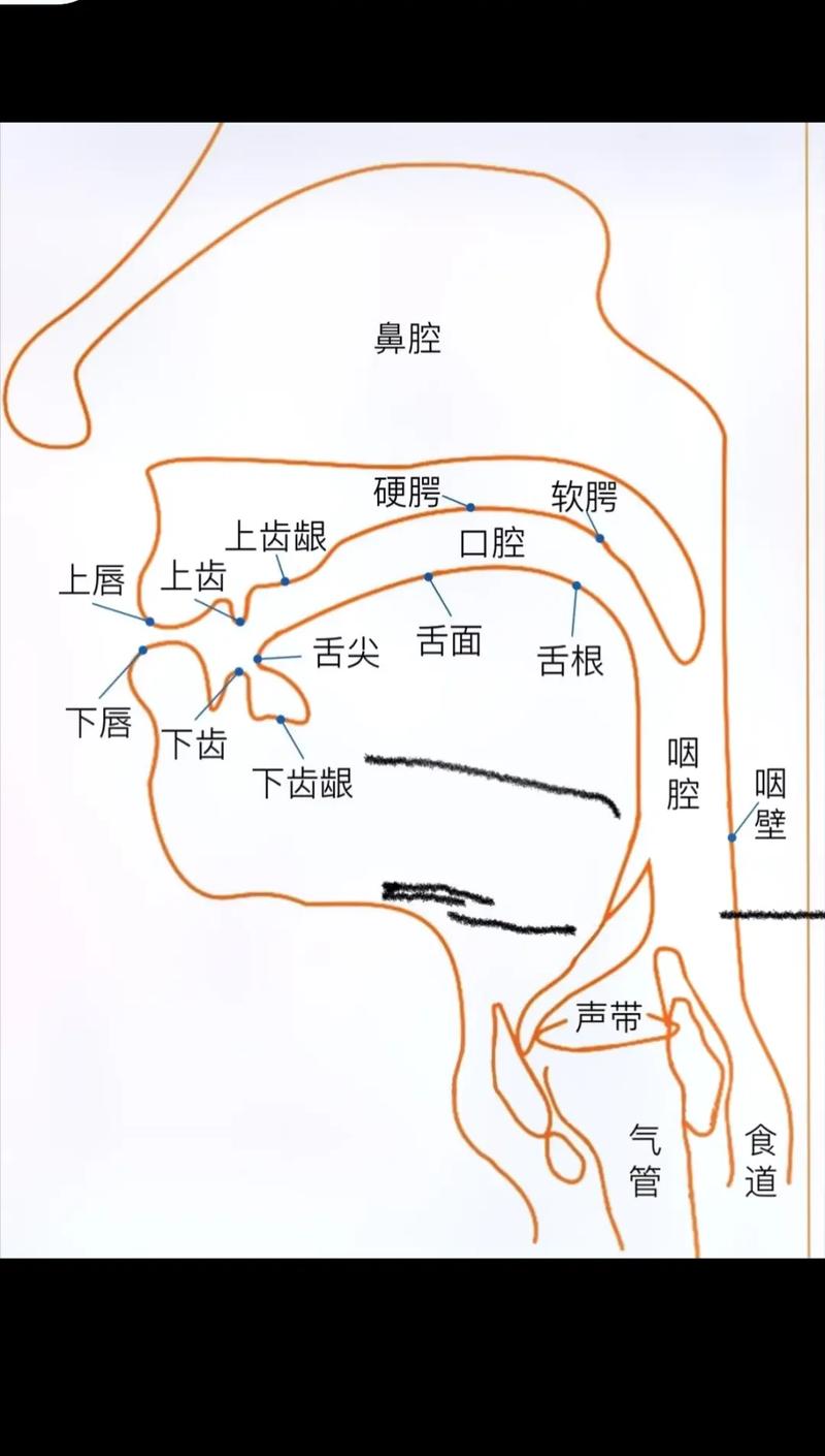 唱歌发音技巧：口腔部位图详解