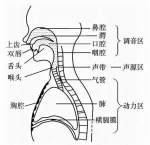 美声唱法喉头位置技巧解析