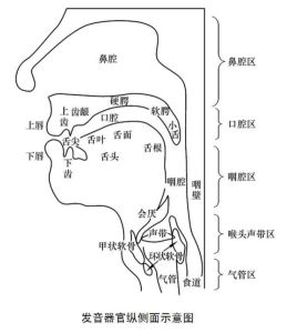 人体发声部位图解析：掌握语音技巧的奥秘