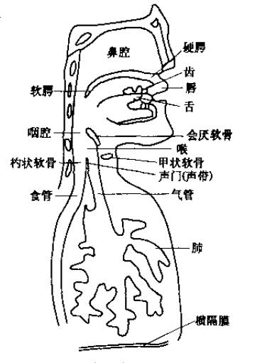 《手绘发音器官图解：揭秘语音奥秘》