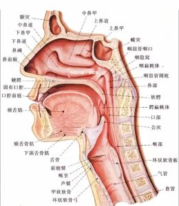 人体发声器官结构图解析