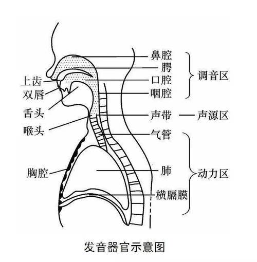 歌唱发声器官结构解析：掌握音乐艺术的关键