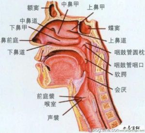 人体声带位置解析图解