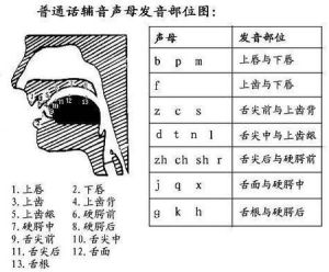 人体发音部位图解：掌握语言发音技巧全攻略