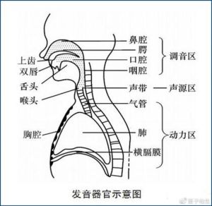 人体发音器官：五大关键组成部分解析