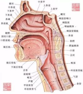 揭秘喉部：人类发声的关键器官