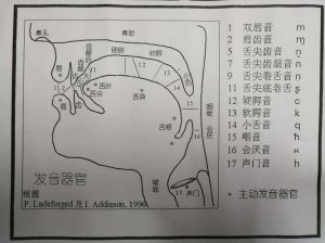 电子喉咙发声器：科技解析与图赏