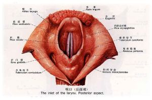 声带闭合不全自愈可能性分析