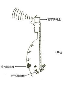 胸腔共鸣：高音与低音的共鸣奥秘