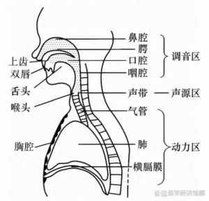 唱歌技巧揭秘：如何找到正确的呼吸共鸣口腔和喉咙位置