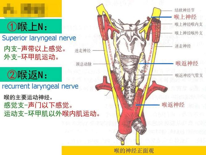 声带麻痹病因揭秘：探寻治疗之道