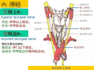 声带麻痹病因揭秘：探寻治疗之道