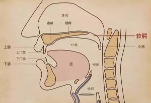 软腭功能与结构解析