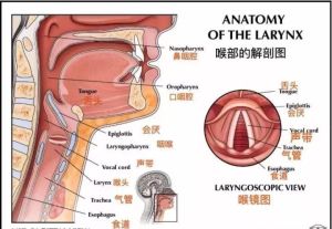 嗓子与声带：它们究竟有何不同？