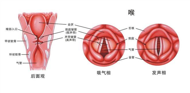 声带与嗓子区别解析