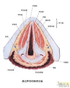 揭秘：为何你唱不了低音？生理技巧与心态全解析