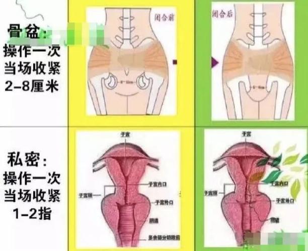 女性私密紧致原因解析