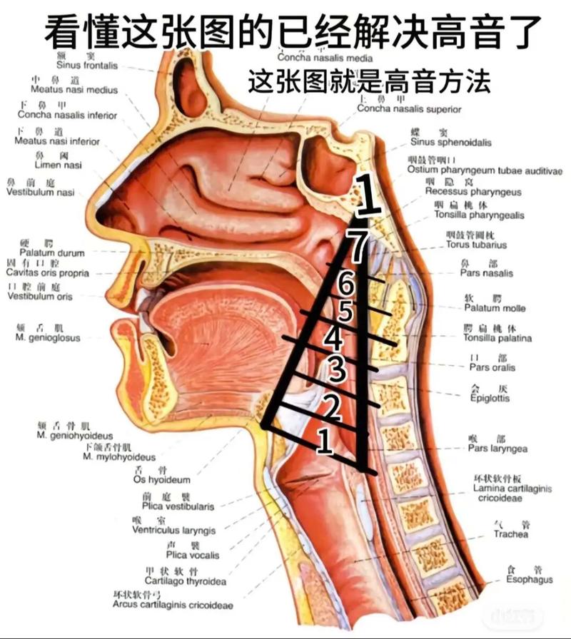 初学者必看：系统学习唱歌的5大步骤！