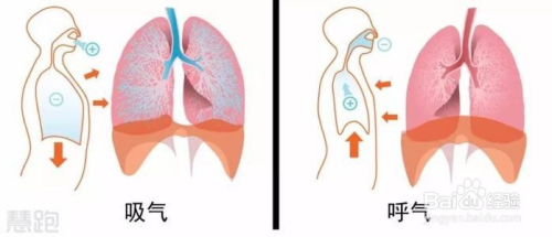 呼气吸气全过程详解：健康呼吸秘诀