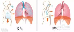 呼气吸气全过程详解：健康呼吸秘诀