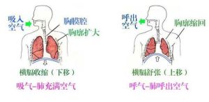 吸呼区分：揭秘呼吸肌与胸腔变化差异