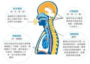 人体7大发声部位解析及发音技巧