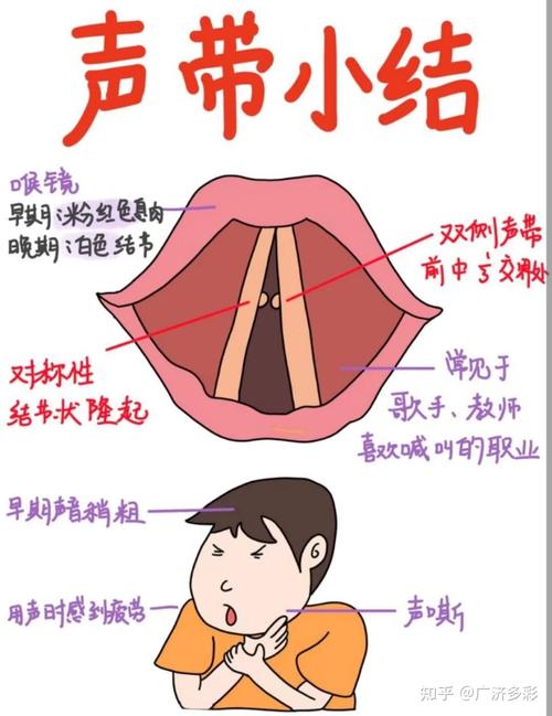 声带位置与功能：人类发音的关键解析