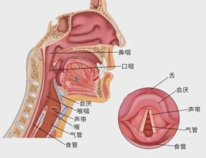 会厌功能紊乱症状与治疗要点