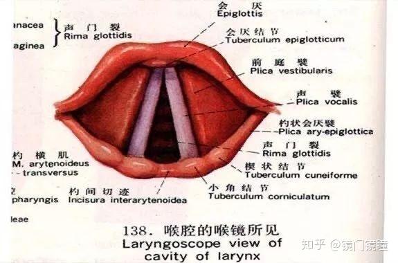 在家提升发音！精选声带发音训练视频教程