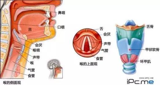 区分咽炎清嗓子与多动症的关键技巧