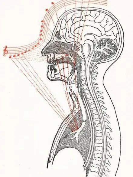 声带机能：天生还是后天？揭秘声带优劣的奥秘
