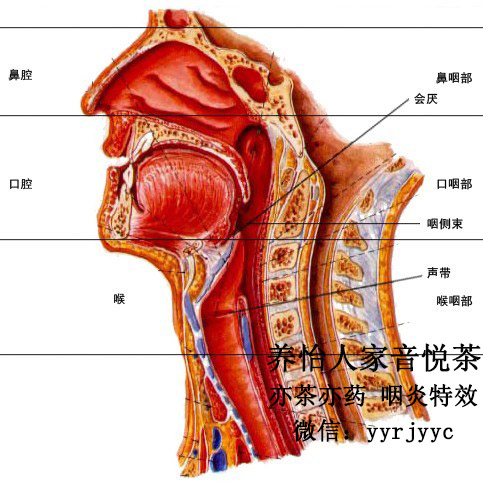 急性咽喉炎失声恢复时间及加速方法