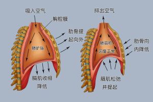 呼吸奥秘：吸气呼气过程图解揭秘